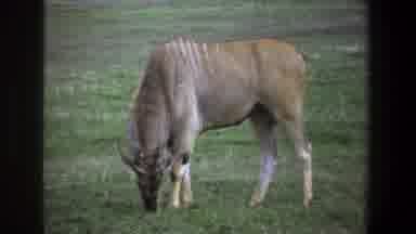 Pretoria South Africa (1969): A Horned Animal Eats Grass While Swishing Its Tail