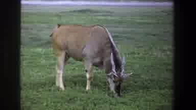 Pretoria South Africa (1969): Large Wildebeest On Plains Wagging Tail Eating
