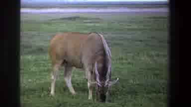 Pretoria South Africa (1969): An Exotic Horned Animal Swishes Its Tail And Eats