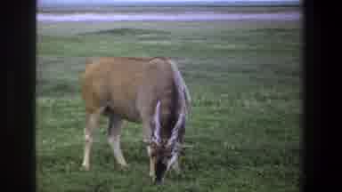 Pretoria South Africa (1969): Wildlife Grazing On A Lush Pasture