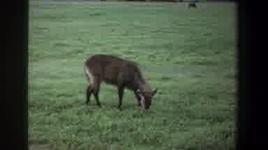 Pretoria South Africa (1969): African Animals Feeding On Spring Lawn In The