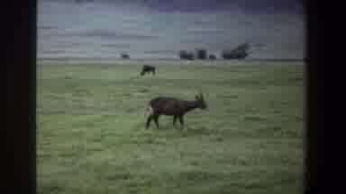 Pretoria South Africa (1969): Animal Eating Grass In A Large Field Of Grass All