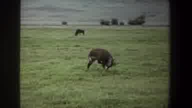 Pretoria South Africa (1969): Deer Is Free Roaming Zoo Grounds Near River