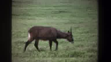 Pretoria South Africa (1969): Antelope Roaming Free In The Green Outback While