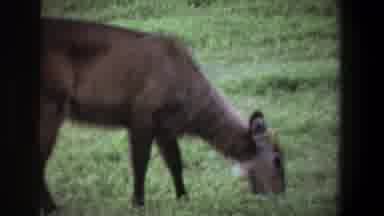 Pretoria South Africa (1969): A Deer Is Recorded Grazing On Some Grass Outdoors