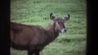 Pretoria South Africa (1969): Dark Brown Llama Deer Eating Grass In Field