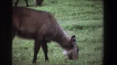 Pretoria South Africa (1969): A Deer Grazes On Some Grass And An Elephant Stands