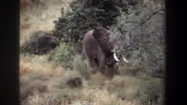 Pretoria South Africa (1969): An Elephant Wiggles Its Ears