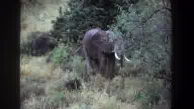 Pretoria South Africa (1969): An Elephant Eating Grass In The Forest
