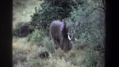 Pretoria South Africa (1969): Elephant Standing In Tall Grass On A Clear Sunny Day