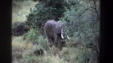 Pretoria South Africa (1969): An Elephant With The Large Ears Eating Some Grass In