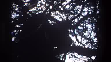 Pretoria South Africa (1969): Wildlife In Its Habitat