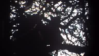 Pretoria South Africa (1969): An Animal On A Tree Over Logs And Branches Hiding