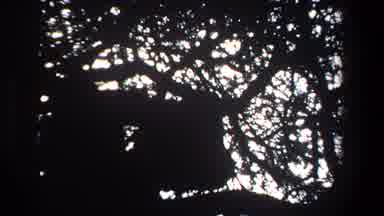 Pretoria South Africa (1969): Tree Animal Bird Nature Monkey Trunk Sky Complexity