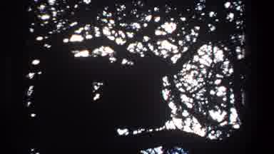 Pretoria South Africa (1969): An Unknown Animal Perches Itself Within A Tall Tree
