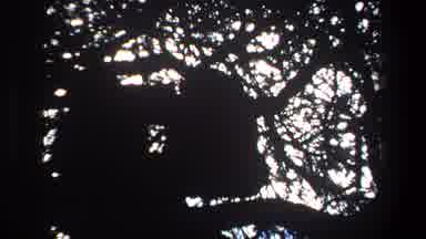 Pretoria South Africa (1969): Two Squirrels Picking Seeds On The Ground With A