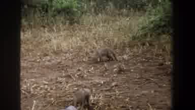 Pretoria South Africa (1969): Exotic Animals In Their Native Habitat Don't Care