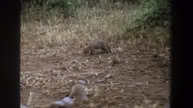 Pretoria South Africa (1969): Squirrels Picking Nuts On The Ground To Eat Later In