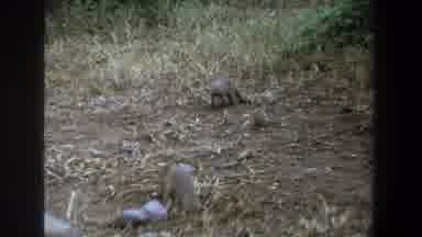 Pretoria South Africa (1969): Two Rodents Digging In The Dirt Together In Their
