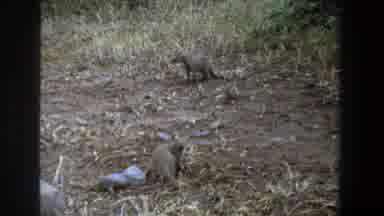 Pretoria South Africa (1969): Two Small Animals One Watching While One Of Them Is