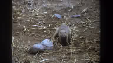 Pretoria South Africa (1969): Mongoose Digging The Ground To Search The Food And