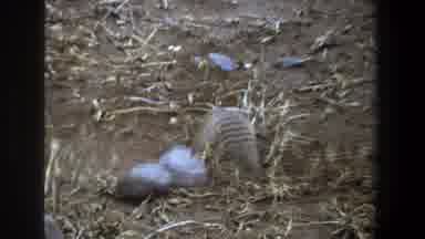 Pretoria South Africa (1969): An Animal Digging A Hole In The Ground And Eating