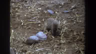 Pretoria South Africa (1969): Animals In Their Habitat