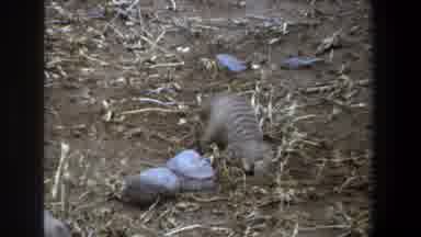 Pretoria South Africa (1969): A Animal Was Searching The Food Under The Grassland