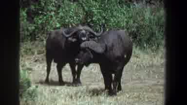 Pretoria South Africa (1969): Two Wild Buffaloes At Their Natural Habitat On Look