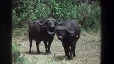Pretoria South Africa (1969): Two Buffalo Bushes Grass Swishing Tails Wiggling
