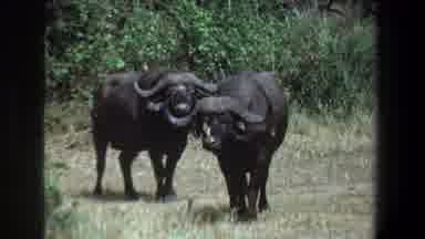 Pretoria South Africa (1969): Filming A Bird And Two Buffalo In His Jungle Life