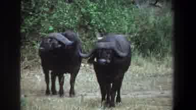 Pretoria South Africa (1969): Two Buffalo Are Therein Standing In Forest