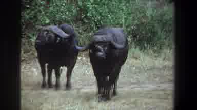 Pretoria South Africa (1969): Two Black Bulls Standing Together In Their Natural