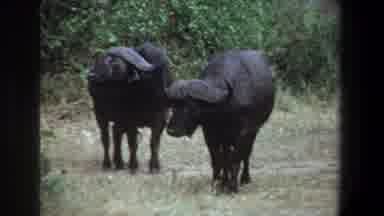 Pretoria South Africa (1969): Two Buffaloes At A Standstill On A Road In The
