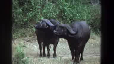 Pretoria South Africa (1969): Two Tranquil Parading Buffaloes And A Fagot Running