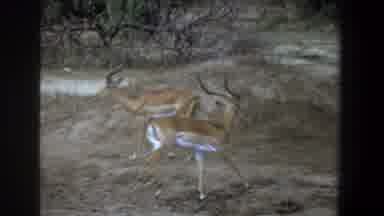 Pretoria South Africa-1969: Horned Antelopes Run Across Dry Savanna