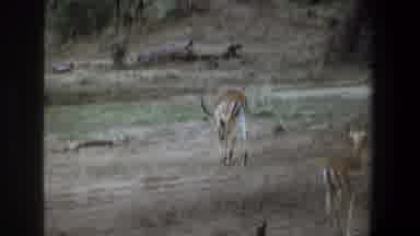 Pretoria South Africa-1969: Gazelles Roaming Through Savanna