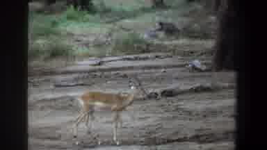 Pretoria South Africa-1969: Impala Wandering Through Savanna Habitat