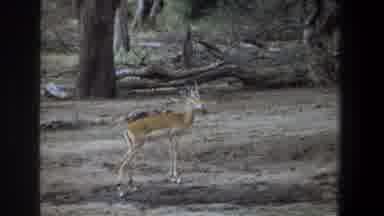 Pretoria South Africa-1969: Impala Roaming Forest And Grasslands During The Day