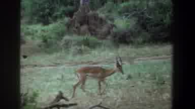 Pretoria South Africa (1969): Deer Free Roaming Grounds Wood Grass Brown Green