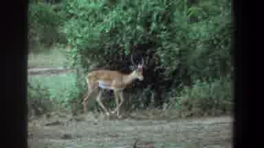 Pretoria South Africa (1969): A Champion Fag Walking Slowly Calm In The Woods