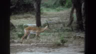 Pretoria South Africa (1969): Deer Looking For Food In The Wild