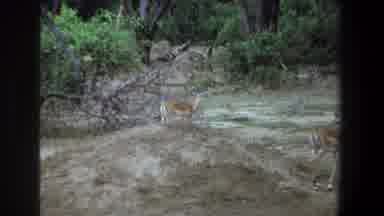 Pretoria South Africa (1969): A Group Of Beautiful Does In A Forest Playing