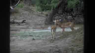 Pretoria South Africa (1969): Deer Land Fallen Trees Dirt Male And Female Grass