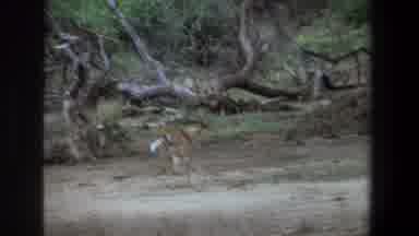 Pretoria South Africa (1969): Pair Of Antelope Running Through Empty Field On