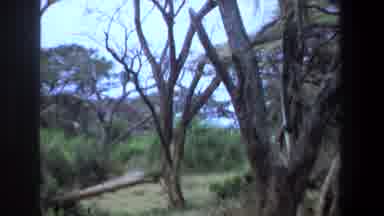 Pretoria South Africa (1969): The Safari This Morning Was Filled With Animals