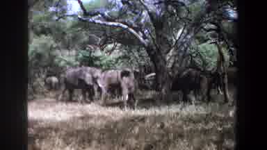 Pretoria South Africa (1969): Camera Shows Herd Of Elephants Fanning Themselves In