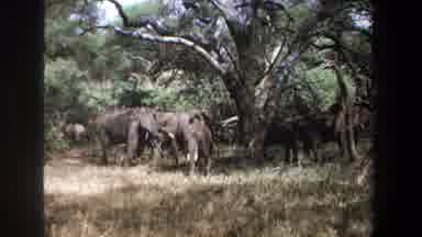 Pretoria South Africa (1969): Small Herd Of Elephants Calmly Grazing On The