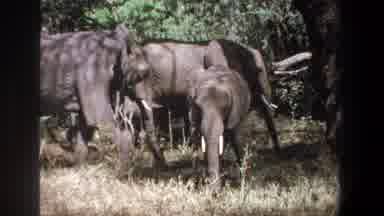 Pretoria South Africa (1969): Elephants Play Many Important Biological Roles