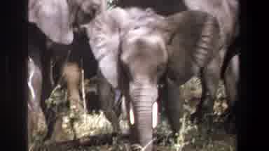 Pretoria South Africa (1969): Elephants Animals Outdoors Grey Wilderness Brush